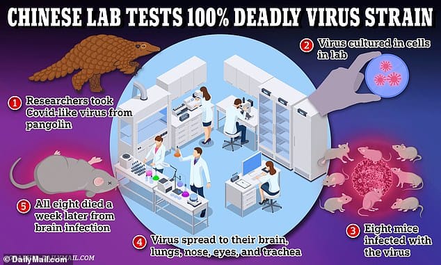 Des scientifiques de Pékin – liés à l’armée chinoise – ont cloné un virus de type Covid trouvé chez les pangolins, connu sous le nom de GX_P2V, et l’ont utilisé pour infecter des souris. Tous les rongeurs infectés par l'agent pathogène sont morts en huit jours, ce que les chercheurs ont qualifié de « étonnamment » rapide.