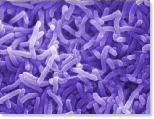 Vibrio Cholera