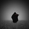 HOSSEIN ZARE, L’ENVOL ÉMOTIONNEL
