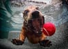 « UNDERWATER DOGS »