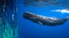 Une intelligence artificielle va aider l’homme à communiquer avec les baleines