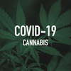 C’est officiel, le cannabis est un outil de protection ultra-performant contre le Covid-19