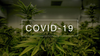 Les composés du cannabis empêchent le COVID-19 de pénétrer dans le corps, selon une nouvelle étude