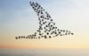 Les oiseaux de destruction massive, nouvelle arme sans aucun coût militaire et économique