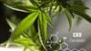Troubles de l’humeur : les vertus du CBD