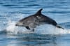 Guerre en Ukraine : pourquoi la Russie utilise-t-elle des « dauphins commandos » en Mer noire ?