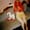 The Shins – The Rifle’s Spiral