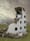 ALICE AUX PAYS DES LESBIENNES