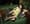 Marc McAndrews – Nevada Rose