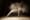 Ludovic Florent photographie l’âme des danseuses