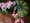 Victoria’s Secret 2012 en images