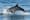 Guerre en Ukraine : pourquoi la Russie utilise-t-elle des « dauphins commandos » en Mer noire ?