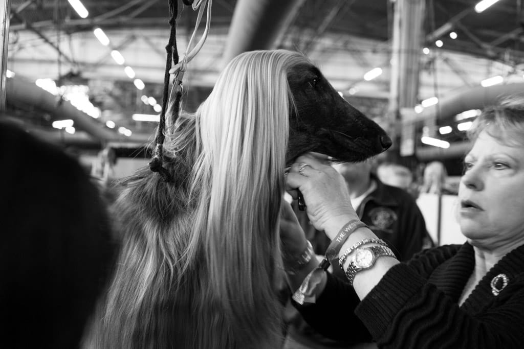 06_Murray_Afghan_Primping