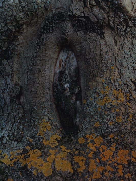 10MAX_WOOD