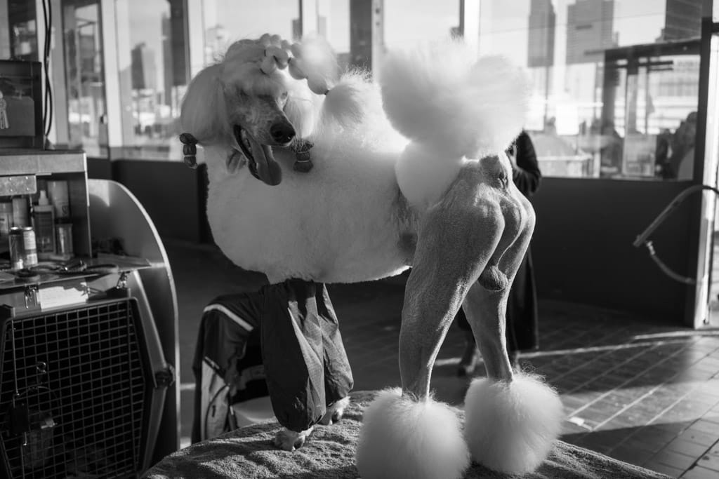 16_Murray_Standard_Poodle_Jewels