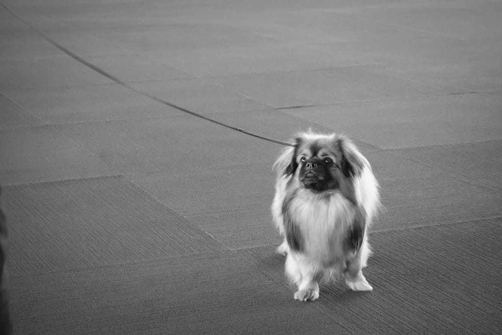 18_Murray_Tibetan_Spaniel_at_the-End_of_its_Leash