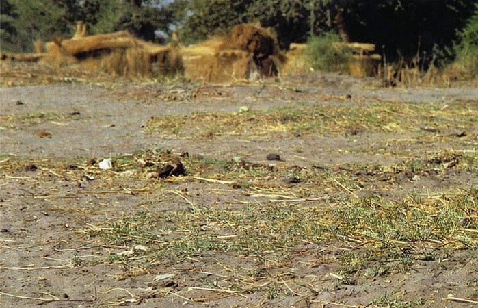 1994, Sudan