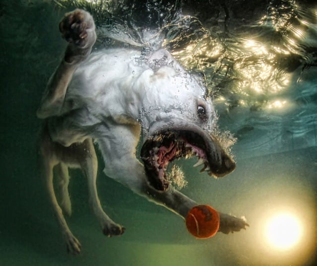 ALEX_LabradorRetri_2377717k