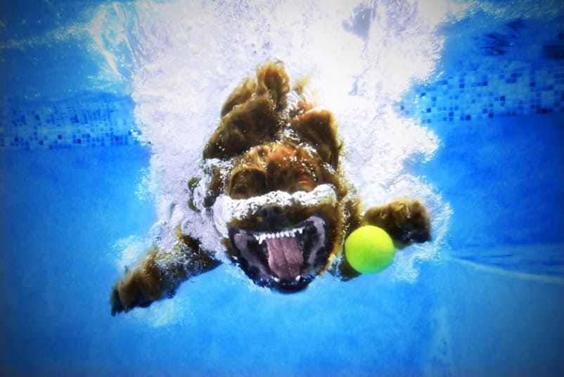 BUSTER_CavalierKin_2377723k