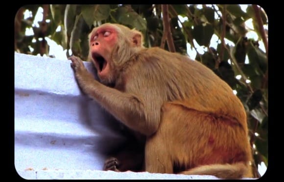 Everynone-Yaws-Monkey-580x373