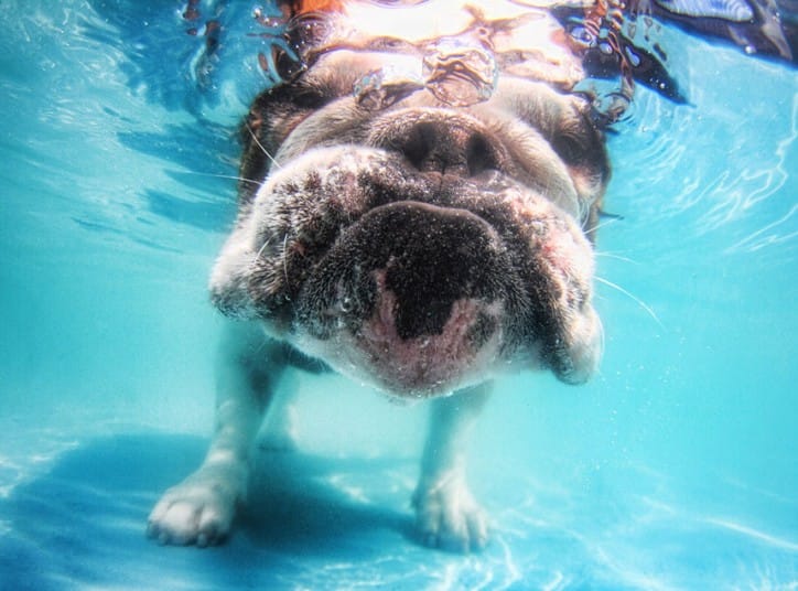 HERBIE_EnglishBull_2377727k