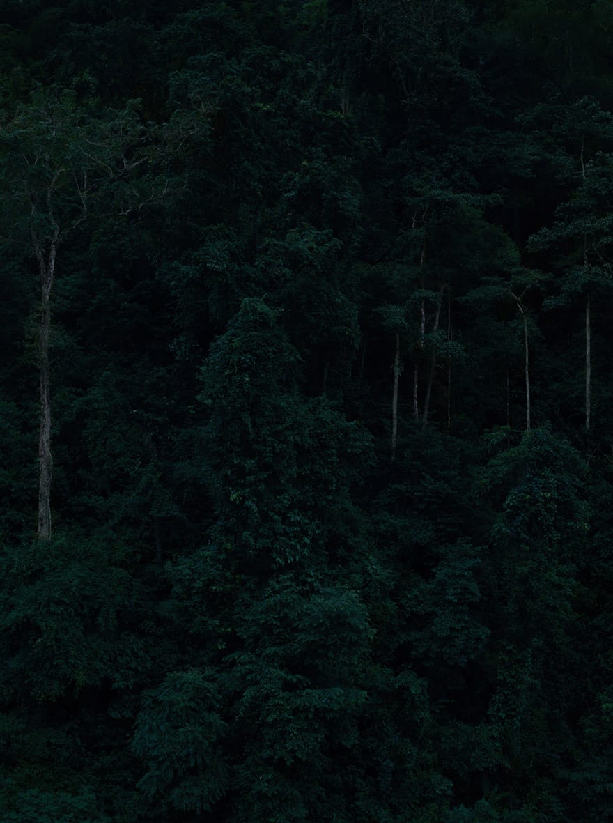 Jungle-_panel-2-of-5__-2010_2013_-Pigment-Print-on-Matte-Photo-Paper-_-Shan-Feiming.-Courtesy-of-M97-Gallery-_-Shanghai