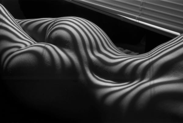 Nu-zebre_image_full