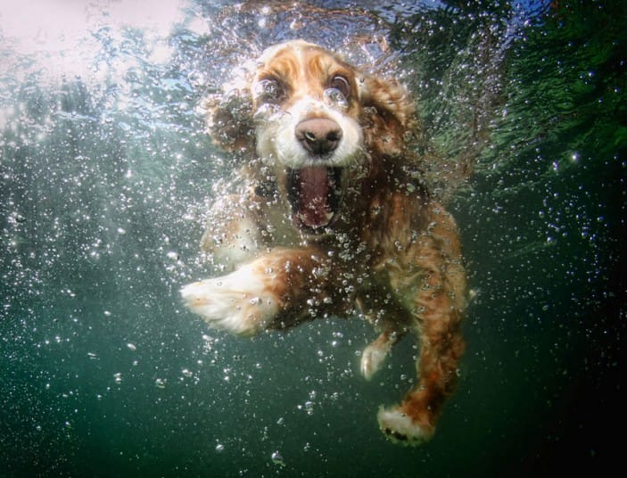 OSHI_CockerSpaniel_2377724k