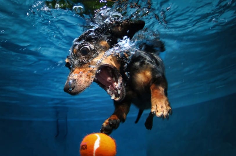 RHODA_Dachshund_7y_2377719k