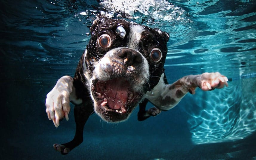 ROCCO_BostonTerrie_2377718k
