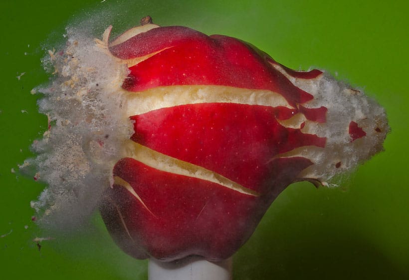 un-photographe-capture-le-moment-exact-dun-impact-et-sublime-lexplosion-des-objets18