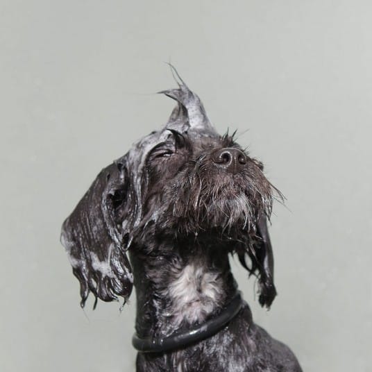 wetdogs_black_2745073k