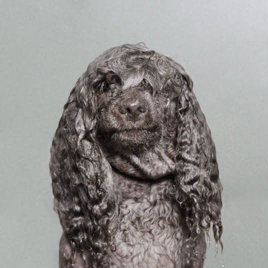 wetdogs_brown_2745097k