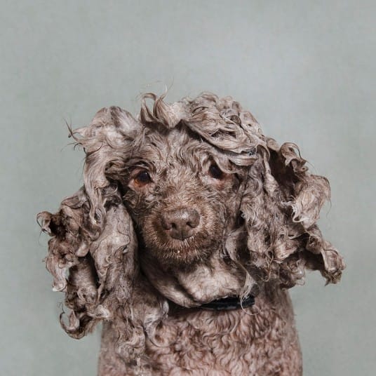 wetdogs_brown_2745098k