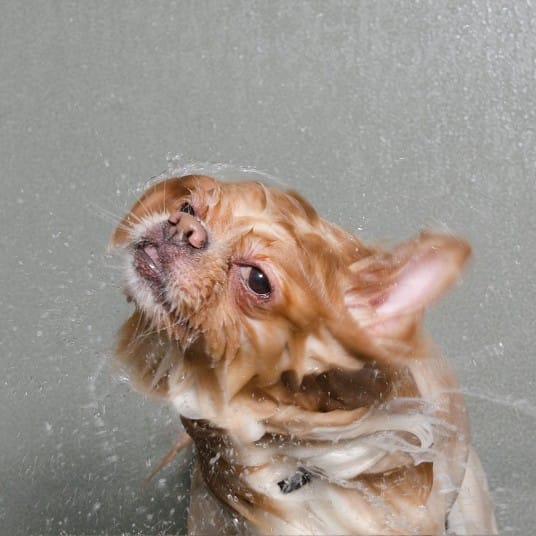 wetdogs_lb_2745088k