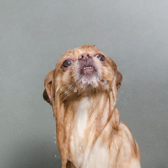 wetdogs_lb_2745089k