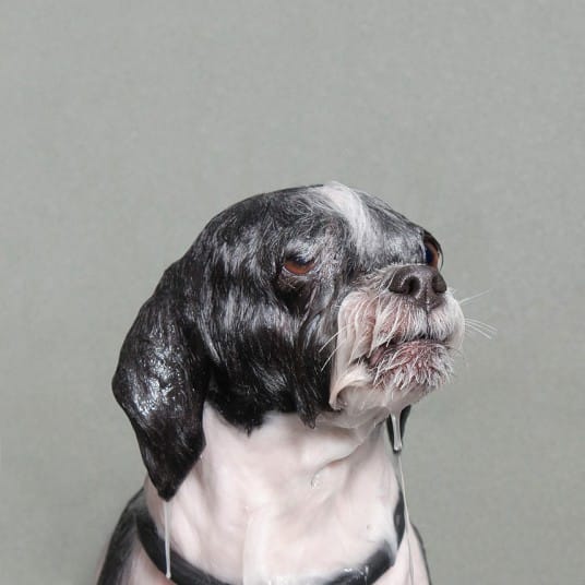 wetdogs_wb_2745095k