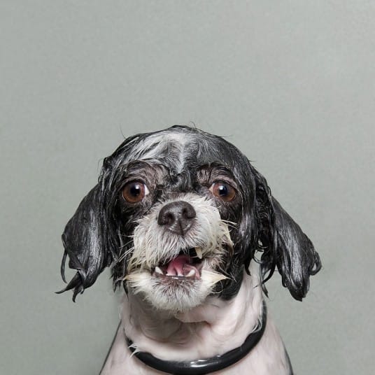 wetdogs_wb_2745096k