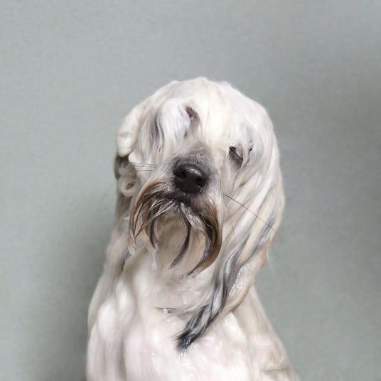 wetdogs_white_2745094k